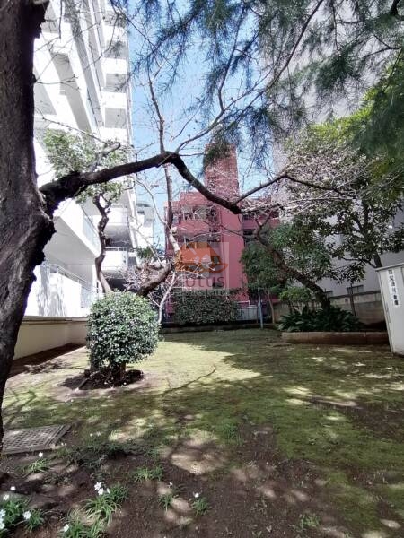ドルフ高輪敷地内１｜東側に小さなお庭があり、桜の木があります。