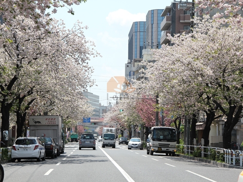 桜新道｜桜新道（平成２４年ごろ）