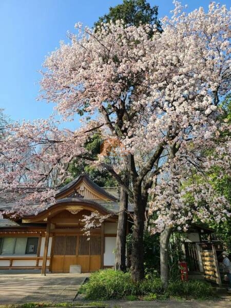 石神井氷川神社｜徒歩3分に「石神井氷川神社」があります。