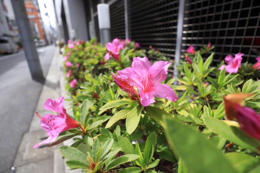 アスコットパーク新御徒町ソレイユ共用部7｜植栽のつつじがきれいに咲いていました。